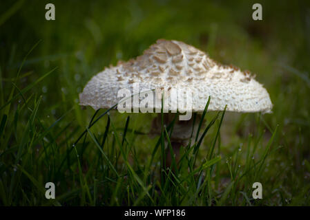 Genießbare Pilz Sonnenschirm Pilz (Macrolepiota procera) im grünen Gras, nass vom Tau. Stockfoto