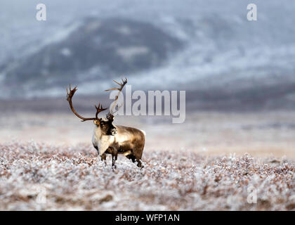 Caribou, Dalton Highway, Arctic Tundra, Alaska, USA Stockfoto