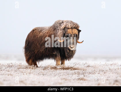 Muskox (Ovibos moschatus), Dalton Highway, Alaska, USA Stockfoto