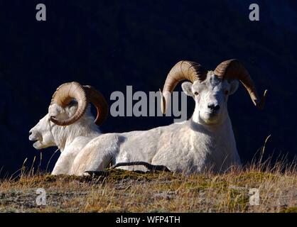 Nordamerika, Kanada, Yukon, Kluane National Park männlichen Dall Schaf Stockfoto