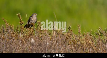 Frankreich, Somme, Baie de Somme, Cayeux sur Mer, die Hable d'Ault, Grau Kuckuck (Cuculus canorus - Gemeinsame Kuckuck) Stockfoto