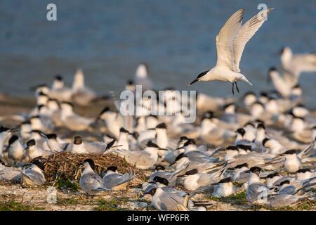 Frankreich, Somme, Baie de Somme, Cayeux sur Mer, die Hable d'Ault veranstaltet regelmäßig eine Kolonie von Sandwich Terns (Thalasseus sandvicensis) für die Zucht Stockfoto