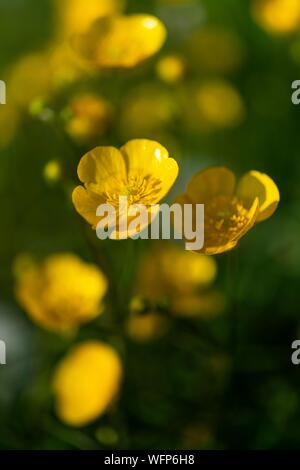 Frankreich, Ardennen, Carignan, Hahnenfuß (Ranunculus repens, Ranunculaceae) in einer Weide im Frühling Stockfoto