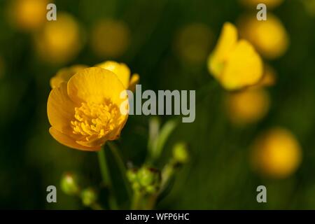 Frankreich, Ardennen, Carignan, Hahnenfuß (Ranunculus repens, Ranunculaceae) in einer Weide im Frühling Stockfoto