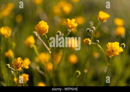 Frankreich, Ardennen, Carignan, Hahnenfuß (Ranunculus repens, Ranunculaceae) in einer Weide im Frühling Stockfoto