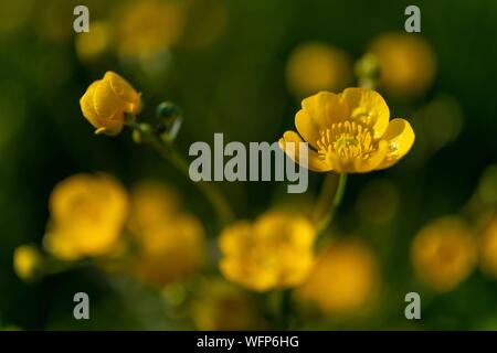 Frankreich, Ardennen, Carignan, Hahnenfuß (Ranunculus repens, Ranunculaceae) in einer Weide im Frühling Stockfoto