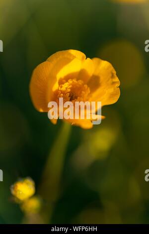 Frankreich, Ardennen, Carignan, Hahnenfuß (Ranunculus repens, Ranunculaceae) in einer Weide im Frühling Stockfoto