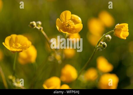 Frankreich, Ardennen, Carignan, Hahnenfuß (Ranunculus repens, Ranunculaceae) in einer Weide im Frühling Stockfoto