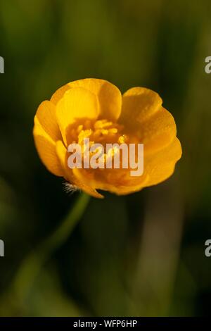 Frankreich, Ardennen, Carignan, Hahnenfuß (Ranunculus repens, Ranunculaceae) in einer Weide im Frühling Stockfoto