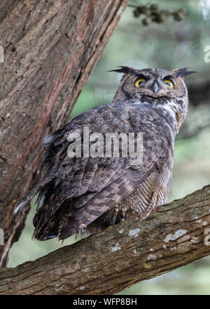 Großhorneule (Bubo virginianus), Point Reyes National Seashore, Kalifornien Stockfoto