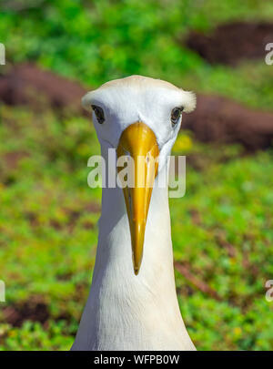 Porträt einer männlichen winkte Albatross (Phoebastria irrorata) mit einem grünen Hintergrund am Espanola Insel auf Galapagos National Park, Pacific Oc Stockfoto