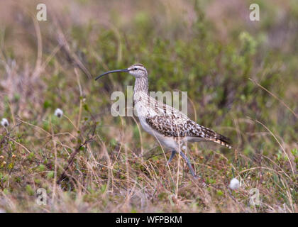 Borste - thighed Curlew auf Zucht Gebiet in Nome Alaska Stockfoto