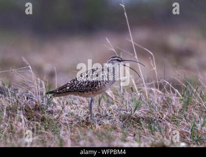 Borste - thighed Curlew auf Zucht Gebiet in Nome Alaska Stockfoto