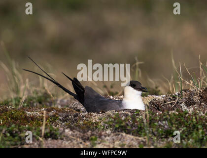 Lange - Jaeger auf Zucht Gebiet tailed, Nome Alaska Stockfoto