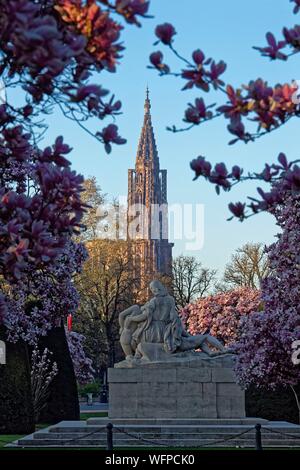 Frankreich, Bas Rhin, Straßburg, Neustadt aus dem deutschen Zeitraum als Weltkulturerbe von der UNESCO, Place de la Republique, Magnolie in voller Blüte, Krieg, Denkmal, eine Mutter hält Ihr zwei sterben Kinder, schaut man über Frankreich und der andere schaut über Deutschland und der Kathedrale Notre Dame im Hintergrund Stockfoto