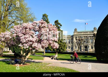 Frankreich, Bas Rhin, Straßburg, Neustadt aus dem deutschen Zeitraum als Weltkulturerbe von der UNESCO, Place de la Republique, Magnolie in voller Blüte, Strasbourg (TNS) Stockfoto