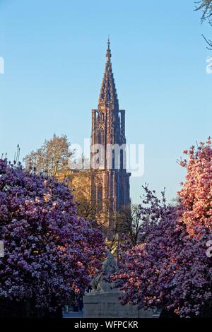 Frankreich, Bas Rhin, Straßburg, Neustadt aus dem deutschen Zeitraum als Weltkulturerbe von der UNESCO, Place de la Republique, Magnolie in voller Blüte, Krieg, Denkmal, eine Mutter hält Ihr zwei sterben Kinder, schaut man über Frankreich und der andere schaut über Deutschland und der Kathedrale Notre Dame im Hintergrund Stockfoto