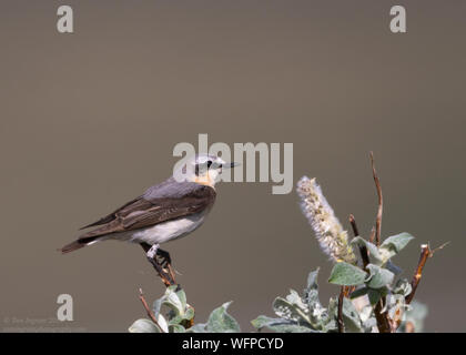 Northern Wheatear (Oenanthe oenanthe), Nome Alaska, USA Stockfoto