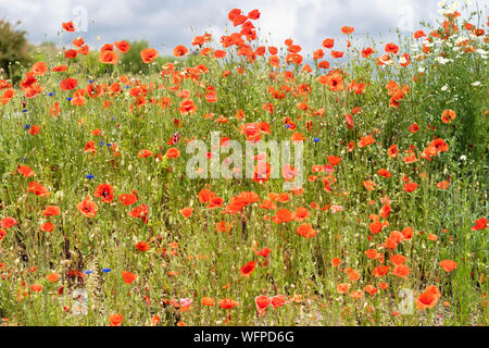 Schönen roten Klatschmohn - Papaver rhoeas (gemeinsame Namen Mais oder Field poppy) von der Familie Mohn, Papaveraceae. In einem Feld in Niederösterreich Stockfoto