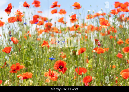 Schönen roten Klatschmohn - Papaver rhoeas (gemeinsame Namen Mais oder Field poppy) von der Familie Mohn, Papaveraceae. In einem Feld in Niederösterreich Stockfoto