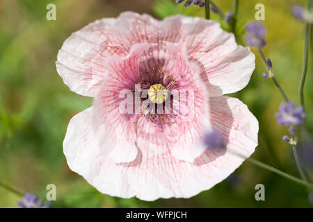 Ein Papaver nudicaule oder Island Mohn, mit bi-Farben weiß und rosa Blütenblätter in einem Garten in Niederösterreich wächst Stockfoto