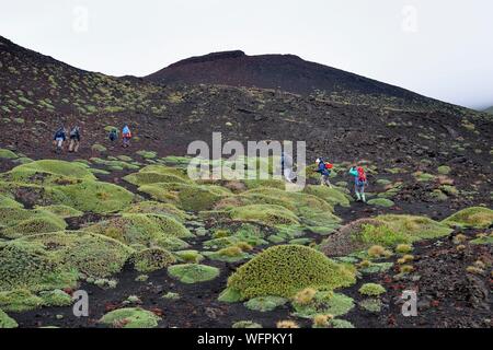 Italien, Sizilien, Ätna Regionaler Naturpark, den Ätna, als Weltkulturerbe von der UNESCO, Eruption 2001 Gegend nicht weit von Sapienza Zuflucht, Pads von astragalus Siculus, endemische Arten des Ätna Stockfoto