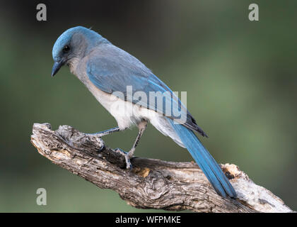 Mexikanische Jay (Aphelocoma wollweberi) sind relativ häufig in den kühlen Kiefern- und wacholderwäldern im westlichen Texas im Südosten Arizonas zu finden Stockfoto