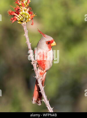 Pyrrhuloxia (Cardinalis sinuatus) oder Wüstenkardinal ist ein mittelgroßer Nordamerikaner, der im amerikanischen Südwesten und im Norden Mexikos vorkommt. Stockfoto