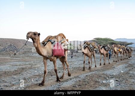 Äthiopien, Ferne regionalen staatlichen, Wadi Saba, Kamele, Salz zu tragen Stockfoto