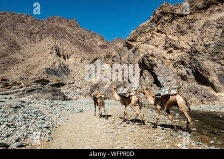 Äthiopien, Ferne regionalen staatlichen, Wadi Saba, Kamele, Salz zu tragen Stockfoto