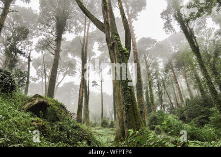 Nebeliger morgen im Wald in Sintra, Portugal Stockfoto