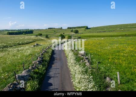 Frankreich, Lozère, Aubrac Regionaler Naturpark, Route von Santiago de Compostela auf der Aubrac Hochebene als Weltkulturerbe von der UNESCO, Landschaft in der Nähe von Marchastel Stockfoto