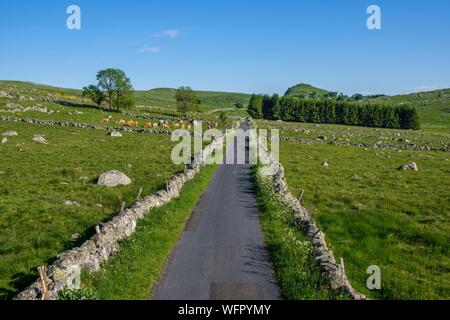 Frankreich, Lozère, Aubrac Regionaler Naturpark, Route von Santiago de Compostela auf der Aubrac Hochebene als Weltkulturerbe von der UNESCO, Landschaft in der Nähe von Marchastel Stockfoto