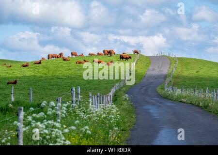 Frankreich, Cantal, Regionalen Naturpark der Vulkane der Auvergne, Monts du Cantal (Cantal Mounts), Vallee de Cheylade (cheylade Tal), Landschaft in der Nähe von Saint Hippolyte Stockfoto