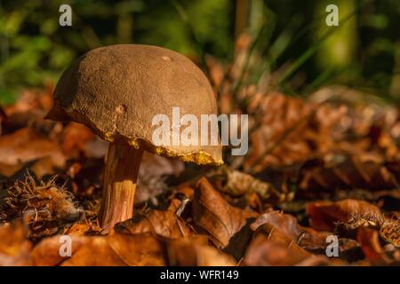 Frankreich, Somme (80), Xerocomellus chrysenteron (Gelb fleischig Steinpilze Steinpilze oder chrysenteron) - Pilze in Crécy Wald im Herbst Stockfoto
