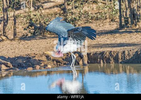 Ein männlicher Marabu, Leptoptilos crumeniferus, Trinken in einer Dam Stockfoto