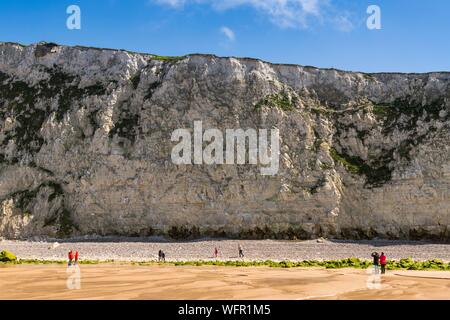 Frankreich, Pas de Calais, Côte d'Opale, tolle Seite der beiden Caps, Escalles, Cap Blanc Nez, Schachtelung von dreizehenmöwen in den Klippen Stockfoto