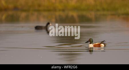 Frankreich, Somme, Baie de Somme, Le Crotoy, Northern Shoveler (Spatula clypeata) in den Sumpf Stockfoto