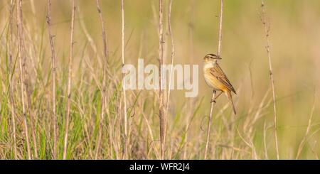 Frankreich, Somme, Baie de Somme, Cayeux sur Mer, die HABLE d'Ault, Schilfrohrsänger (Acrocephalus schoenobaenus) Stockfoto