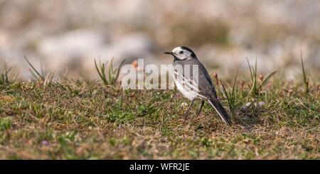 Frankreich, Somme, Ault, Bachstelze Bachstelze (Motacilla alba) in den kiesigen Rasen der Hable d'Ault Stockfoto