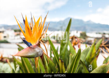 Der Paradiesvogel Blume Strelitzia reginae in Andalusien Spanien Stockfoto