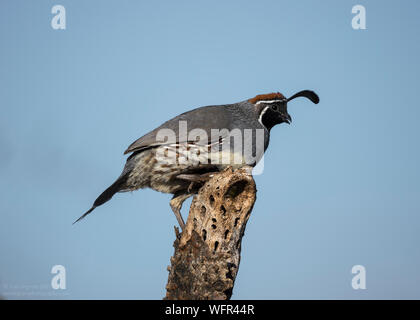 Gambel's Quail (Callipepla gambelii) lebt in den Wüstenregionen von Arizona, Kalifornien, Colorado, New Mexico, Nevada, Utah, Texas und Sonora Stockfoto