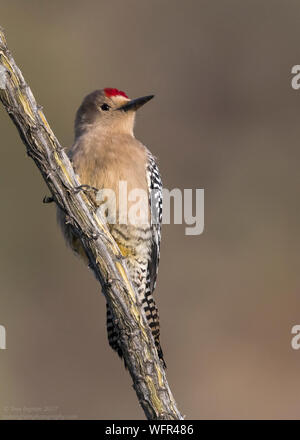 Gila Woodpecker (Melanerpes uropygialis) Sonoran Desert, Southern Arizona, USA Stockfoto