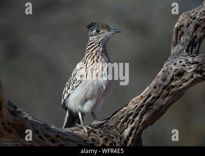 Greater Roadrunner (Geococcyx californianus), der wissenschaftliche Name bedeutet „kalifornischer Erdkuckuckuck“. Zusammen mit dem kleineren Roadrunner Stockfoto