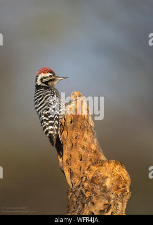 Der Leiterspecht (Dryobates scalaris) ist ein nordamerikanischer Spechte Stockfoto