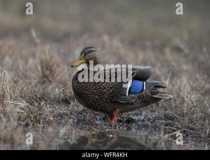 Die mexikanische Ente (Anas diazi) ist eine Art der Dabbling-Ente, die in Mexiko und im Südwesten der Vereinigten Staaten brütet Stockfoto