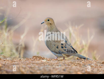 Trauertaube (Zenaida macroura), ein Mitglied der Taubenfamilie Columbidae Stockfoto