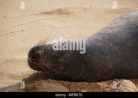 Hawaiianische Mönchsrobbe ruht am Poipu Beach in Kauai. Die Mönchsrobbe, eine bedrohte Art, schläft oft stundenlang im Sand. Stockfoto