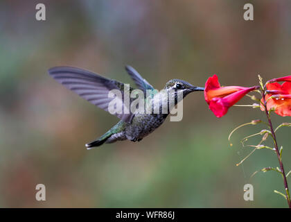 Rivoli Kolibri oder prächtiger Kolibri (Eugenes fulgens) ist eine Kolibri-Art in den „Bergjuwelen“ Stockfoto