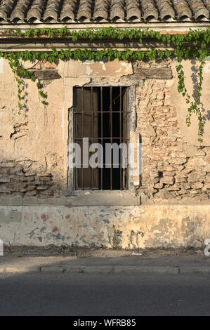 Verschlechtert Wand mit weinpflanze für Hintergründe und Texturen Stockfoto